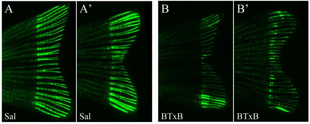 Bot­u­linum toxin induces mus­cle paral­y­sis and inhibits bone regen­er­a­tion in zebrafish