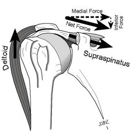 Home Exercises for the Unstable Shoulder  UW Orthopaedics and Sports  Medicine, Seattle