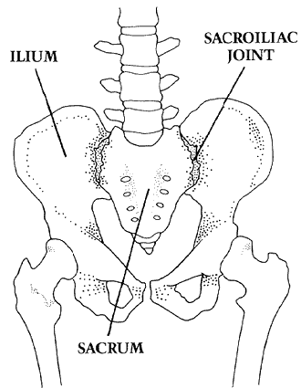 Figure 2 - The pelvis location of the sacroiliac joints.