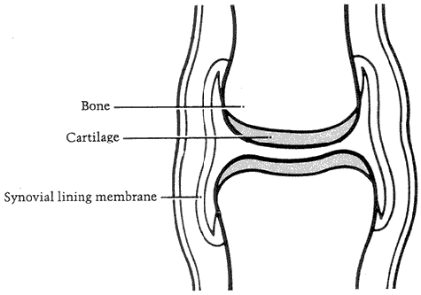 Figure 3 - Healthy joint