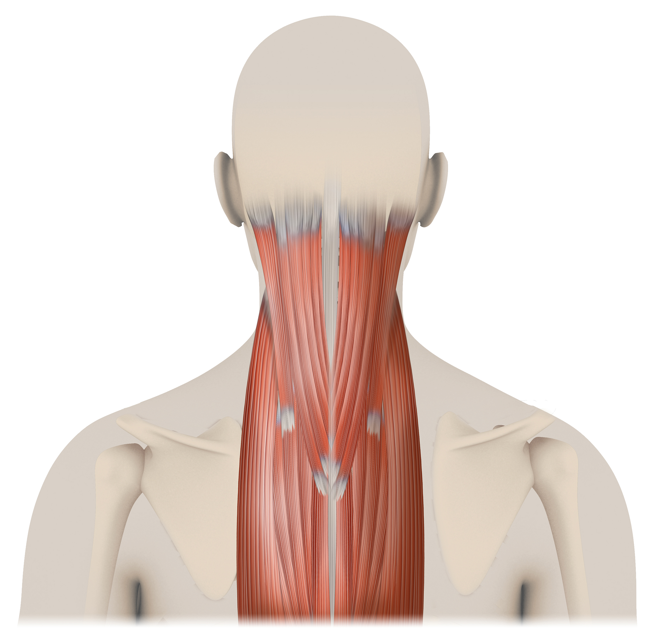 Upper Back  Neckstrength
