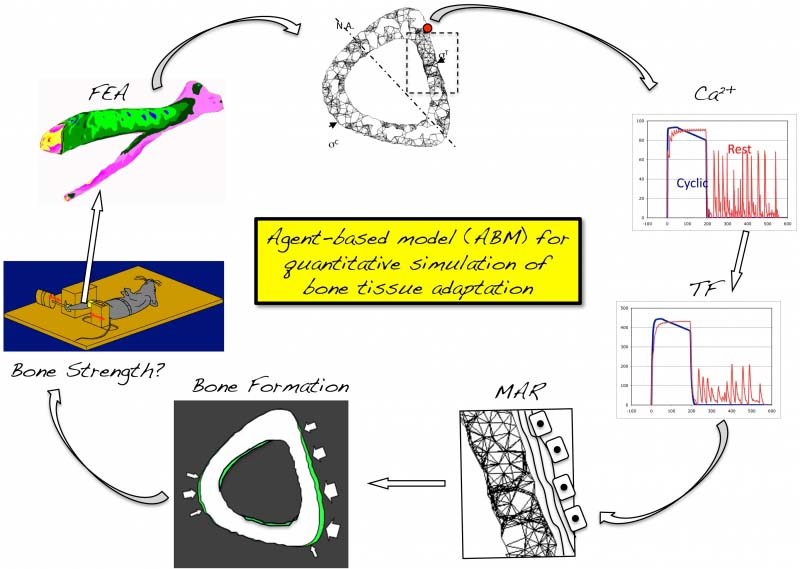 Schematic of Agent Based Modeling of Bone Mechanotransduction