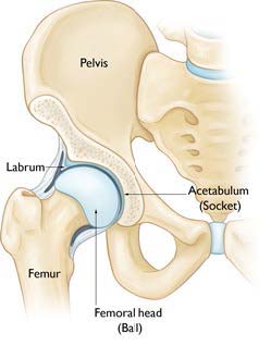 Hip Anatomy