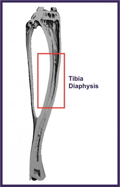 Tibia Diaphysis Scanning Location