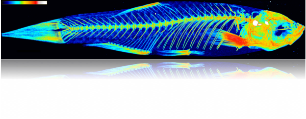 Kwon, Ronald_Zebrafish_Stitched_yzMIP_royal_w_colorbar