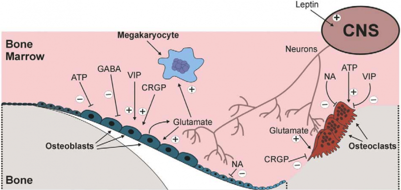 Neuroskeletal Signaling