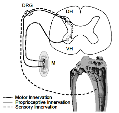 Sensory and motor innervation of appendicular muscle and bone