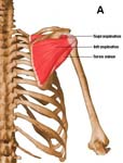 Rotator Cuff Tear. Shoulder Anatomy Rotator Cuff Tear. Shoulder Anatomy