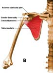 Rotator Cuff Tear. Shoulder Anatomy Rotator Cuff Tear. Shoulder Anatomy